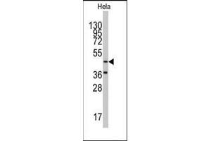Western blot analysis of anti-NARS2 Antibody (C-term) in Hela cell line lysates (35ug/lane). (NASP anticorps  (C-Term))