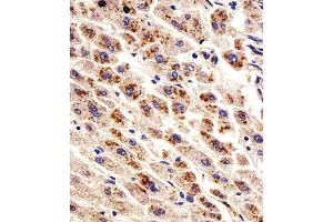 Immunohistochemical analysis of paraffin-embedded H.