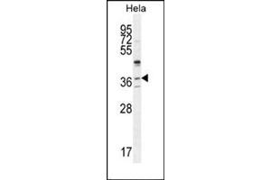 Western blot analysis of SELV Antibody (C-term) Cat. (Selenoprotein V anticorps  (C-Term))
