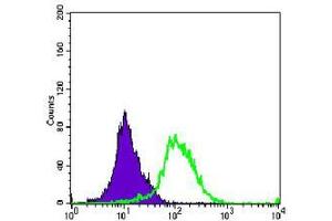 Flow cytometric analysis of K562 cells using AURKA mouse mAb (green) and negative control (purple). (Aurora A anticorps)