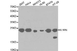 Western blot analysis of extracts of various cell lines, using IL1RN antibody. (IL1RN anticorps)