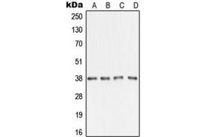 Western blot analysis of AMD1 expression in A431 (A), HepG2 (B), SP2/0 (C), H9C2 (D) whole cell lysates.