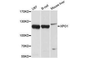 Western blot analysis of extracts of various cell lines, using XPO1 antibody. (XPO1 anticorps  (C-Term))