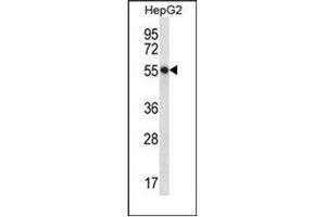 Western blot analysis of hepaCAM Antibody (C-term) in HepG2 cell line lysates (35ug/lane). (HEPACAM anticorps  (C-Term))