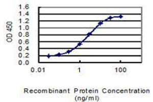 Detection limit for recombinant GST tagged DSCR6 is 0. (RIPPLY3 anticorps  (AA 1-190))