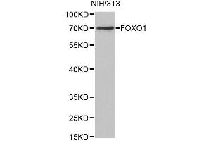 Western Blotting (WB) image for anti-Forkhead Box O1 (FOXO1) antibody (ABIN1872733) (FOXO1 anticorps)
