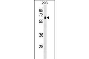 Western blot analysis in 293 cell line lysates (35ug/lane). (ZBTB7B anticorps  (AA 315-343))