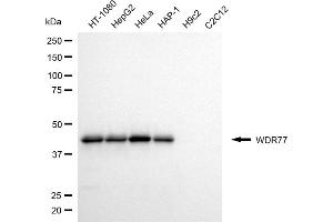 Western blotting analysis using WDR77 antibody (ABIN7800856).
