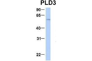 Host:  Rabbit  Target Name:  PLD3  Sample Type:  Human Fetal Heart  Antibody Dilution:  1. (PLD3 anticorps  (N-Term))