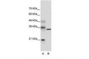Image no. 1 for anti-Hairy and Enhancer of Split 4 (HES4) (N-Term) antibody (ABIN202082) (HES4 anticorps  (N-Term))