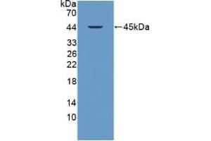 Western blot analysis of recombinant Human PRM2. (PRM2 anticorps  (AA 2-100))