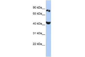 WB Suggested Anti-POU6F2 Antibody Titration:  0. (POU6F2 anticorps  (N-Term))