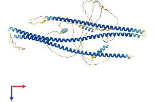 AlphaFold protein structure predicition of Human Recombinant SHTN1 Protein, UniprotID A0MZ66