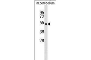 Mouse Stk11 Antibody (C-term) (ABIN1537264 and ABIN2848945) western blot analysis in mouse cerebellum tissue lysates (35 μg/lane). (LKB1 anticorps  (C-Term))