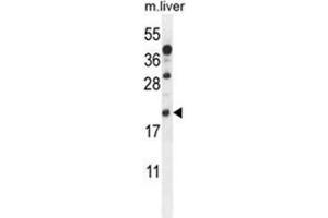 AIF1 Antibody (N-term) western blot analysis in mouse liver tissue lysates (35 µg/lane). (Iba1 anticorps  (N-Term))