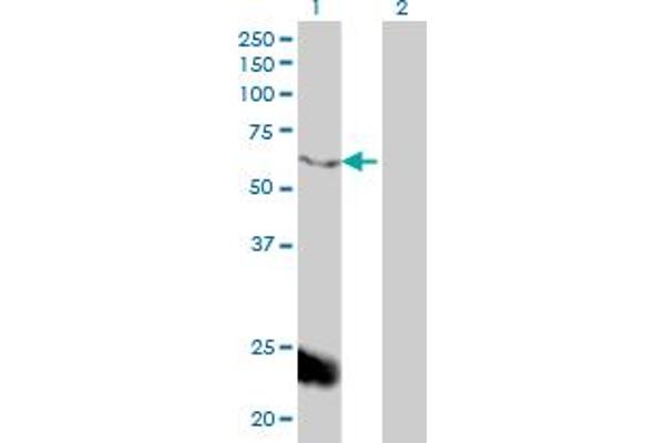 MED1 anticorps  (AA 1391-1490)
