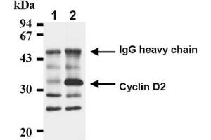 Western Blotting (WB) image for anti-Cyclin D2 (CCND2) antibody (ABIN487478)