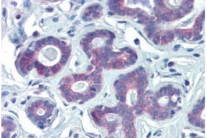 Human Breast (formalin-fixed, paraffin-embedded) stained with NRF1 antibody ABIN462197 followed by biotinylated goat anti-rabbit IgG secondary antibody ABIN481713, alkaline phosphatase-streptavidin and chromogen.