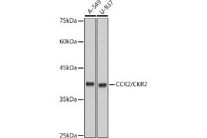 Western blot analysis of extracts of various cell lines, using CCR2/CKR2 antibody (ABIN7266304) at 1:1000 dilution.