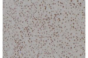 ABIN6277358 at 1/100 staining Mouse liver tissue by IHC-P. (DDB1 anticorps  (C-Term))