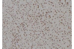 ABIN6277358 at 1/100 staining Mouse liver tissue by IHC-P.