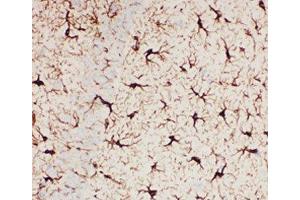 IHC-P: GFAP antibody testing of mouse brain tissue (GFAP anticorps  (AA 93-432))