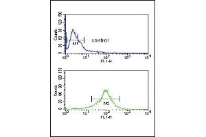 GOT1 Antibody (C-term) (ABIN650770 and ABIN2839551) flow cytometric analysis of MDA-M cells (bottom histogram) compared to a negative control cell (top histogram).