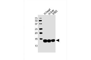 All lanes : Anti-HBB Antibody (C-term) at 1:2000 dilution Lane 1: human heart lysate Lane 2: human liver lysate Lane 3: K562 whole cell lysate Lysates/proteins at 20 μg per lane. (Hemoglobin Subunit beta anticorps  (C-Term))