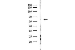 Western blot analysis of lysates from RAW264.