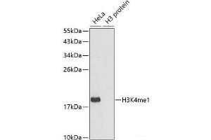 Western blot analysis of extracts of various cell lines using MonoMethyl-Histone H3-K4 Polyclonal Antibody. (Histone 3 anticorps  (meLys4))
