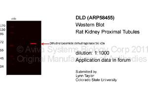 Western Blotting (WB) image for anti-Dihydrolipoamide Dehydrogenase (DLD) (Middle Region) antibody (ABIN2787688)