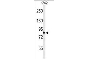 Western blot analysis of PLA2G4B Antibody in K562 cell line lysates (35ug/lane) (PLA2G4B anticorps  (AA 396-424))