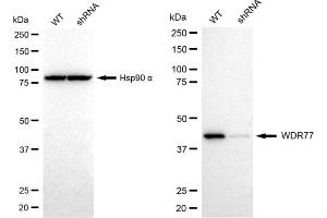 Western blotting analysis using WDR77 antibody (ABIN7800857). (WDR77 anticorps)