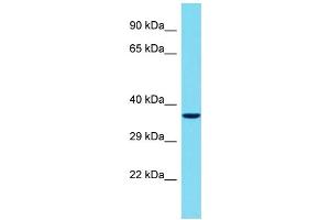 Host: Rabbit Target Name: TBATA Sample Type: Jurkat Whole Cell lysates Antibody Dilution: 1. (C10orf27 anticorps  (C-Term))