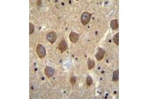Immunohistochemistry analysis in formalin fixed and paraffin embedded human brain tissue reacted with PCDHB3 Antibody (N-term) followed by peroxidase conjugation of the secondary antibody and DAB staining. (PCDHB3 anticorps  (N-Term))