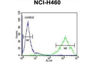Flow cytometric analysis of NCI-H460 cells using OR2Z1 Antibody (N-term) Cat. (OR2Z1 anticorps  (N-Term))