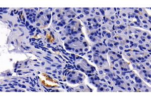 Detection of GYPA in Mouse Stomach Tissue using Polyclonal Antibody to Glycophorin A (GYPA) (CD235a/GYPA anticorps  (AA 1-108))