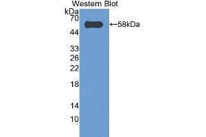 Western Blotting (WB) image for anti-Caspase 14, Apoptosis-Related Cysteine Peptidase (CASP14) (AA 17-248) antibody (ABIN1858238) (CASP14 anticorps  (AA 17-248))