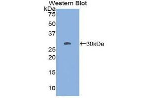 Western Blotting (WB) image for anti-Sperm Specific Antigen 2 (SSFA2) (AA 276-510) antibody (ABIN1860639)