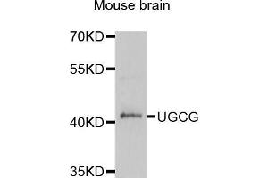 Western blot analysis of extracts of mouse brain, using μgCG antibody (ABIN3213824) at 1/1000 dilution. (UGCG anticorps)