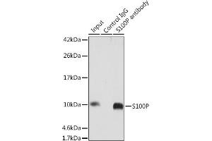 Immunoprecipitation analysis of 300 μg extracts of HT-29 cells using 3 μg S100P antibody (ABIN7270133).
