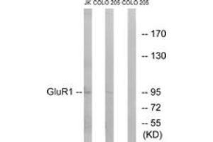 Western blot analysis of extracts from COLO/Jurkat cells, using GluR1 (Ab-849) Antibody.