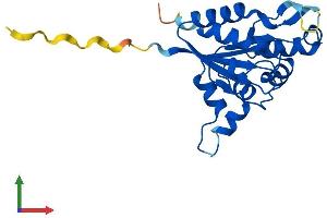 AlphaFold protein structure predicition of Human Recombinant PPCDC Protein, UniprotID Q96CD2