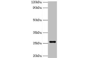 Western blot All lanes: GSTA4 antibody at 8 μg/mL + 293T whole cell lysate Secondary Goat polyclonal to rabbit IgG at 1/10000 dilution Predicted band size: 26, 15 kDa Observed band size: 26 kDa (GSTA4 anticorps  (AA 93-222))