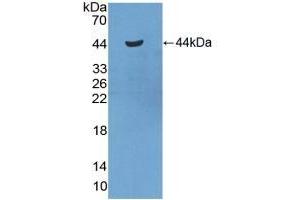 Detection of Recombinant SAA2, Mouse using Polyclonal Antibody to Serum Amyloid A2 (SAA2) (SAA2 anticorps  (AA 20-122))