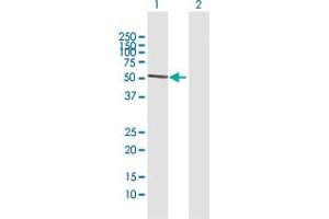Western Blot analysis of ATG16L1 expression in transfected 293T cell line by ATG16L1 MaxPab polyclonal antibody.
