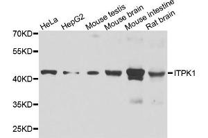 Western blot analysis of extracts of various cell lines, using ITPK1 antibody.