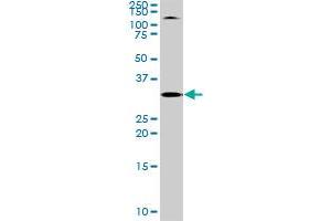 TOLLIP MaxPab rabbit polyclonal antibody.