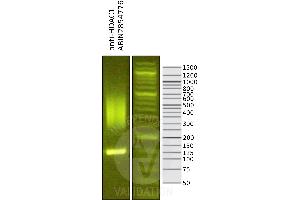 Cleavage Under Targets and Release Using Nuclease (CUT&RUN) image for anti-Histone Deacetylase 1 (HDAC1) antibody (ABIN2854776)