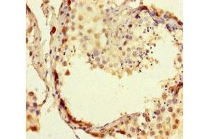 Immunohistochemistry of paraffin-embedded human testis tissue using ABIN7167648 at dilution of 1:100